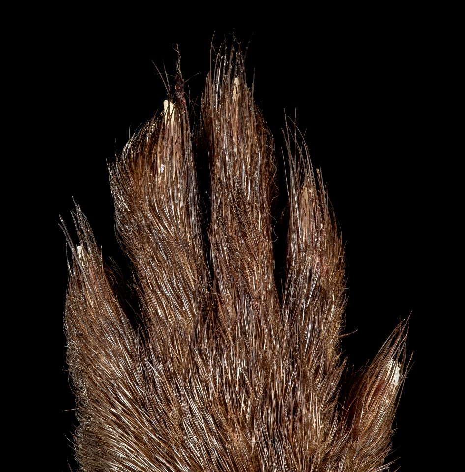 Mink, M, Foot, top, MD, PG County, Bowie 2015-03-03-12.08.53 ZS PMax