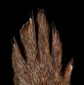 Mink, M, Foot, top, MD, PG County, Bowie 2015-03-03-12.08.53 ZS PMax photo