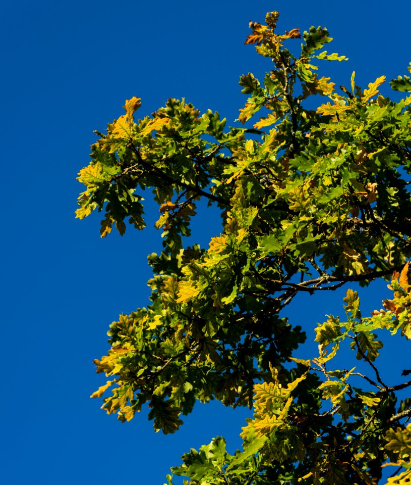 Yellowing Oak Leaves