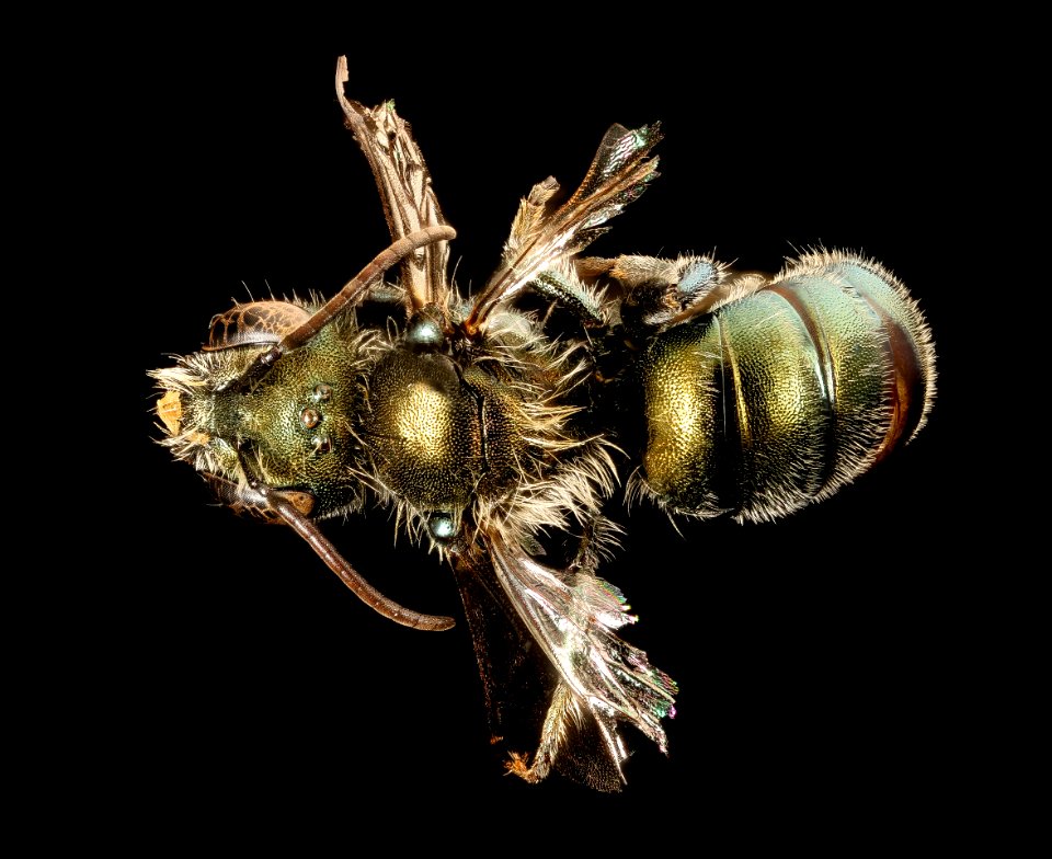 Osmia subarctica, u, back, Lambton co., Ontario 2017-08-03-16.53