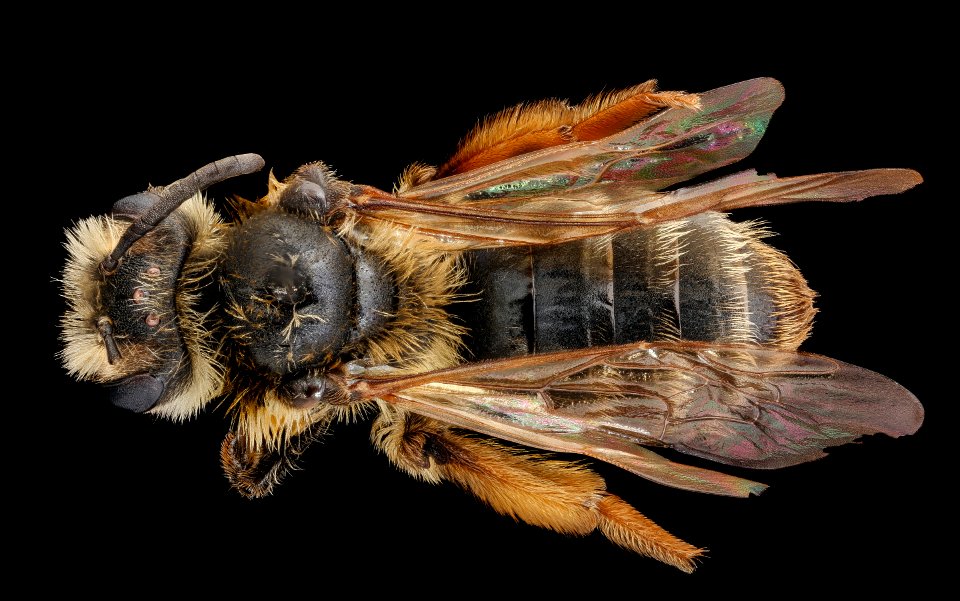 Andrena arabis, f, back, Caroline Co., VA 2018-05-29-13