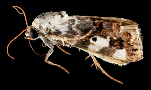 Moth 2, U, Side, U 2013-07-23-15.19.25 ZS PMax