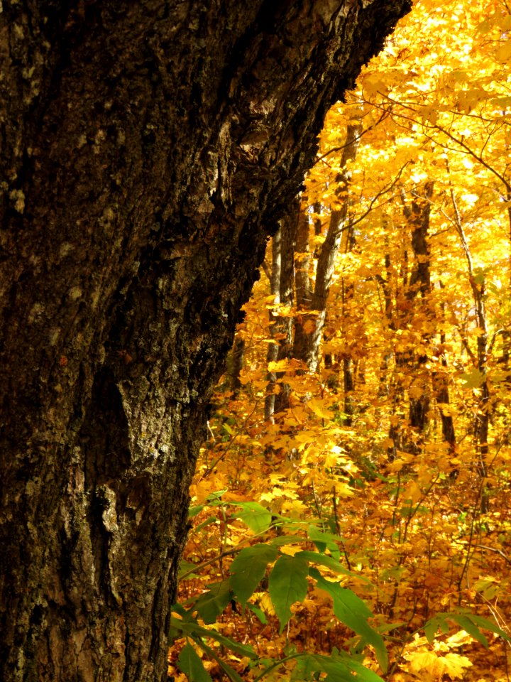 171010-FS-Superior-SAR-trunkandleaves