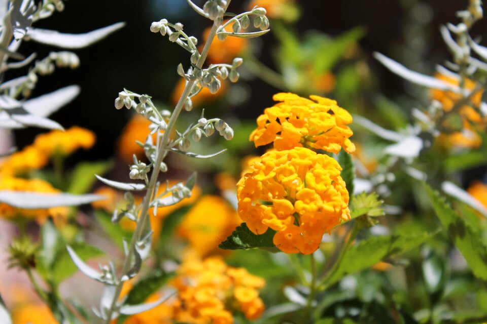 Nature blossom garden