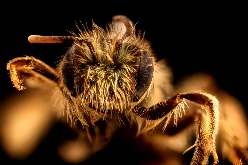 Andrena gnaphalii, f, face, Santa Barbara Co., CA 2018-07-13-16.16