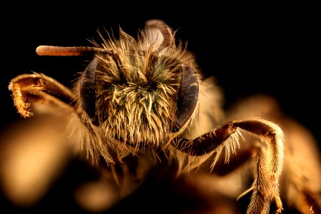Andrena gnaphalii, f, face, Santa Barbara Co., CA 2018-07-13-16.16