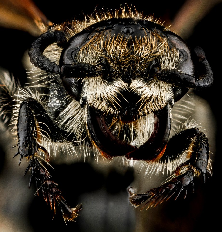 Campsomeris, F, face, Dominican Republic 2012-12-04-16.49.57 ZS PMax