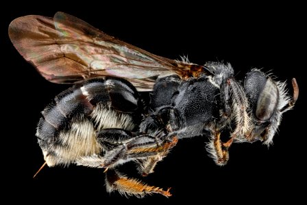 Hoplitus micheneri, female, side, richmond County, NC 2012-11-08-09.59.00 ZS PMax