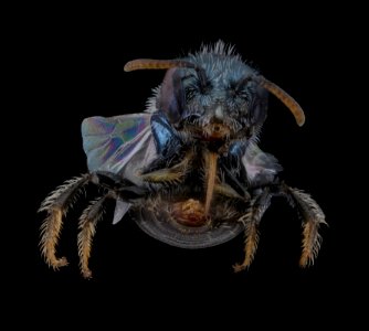 Perdita boltoniae, front, male 091720 2020-09-17-14.34.41 ZS PMax UDR photo