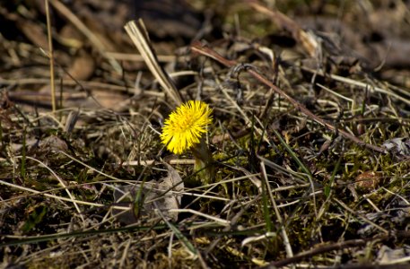 Tussilago photo