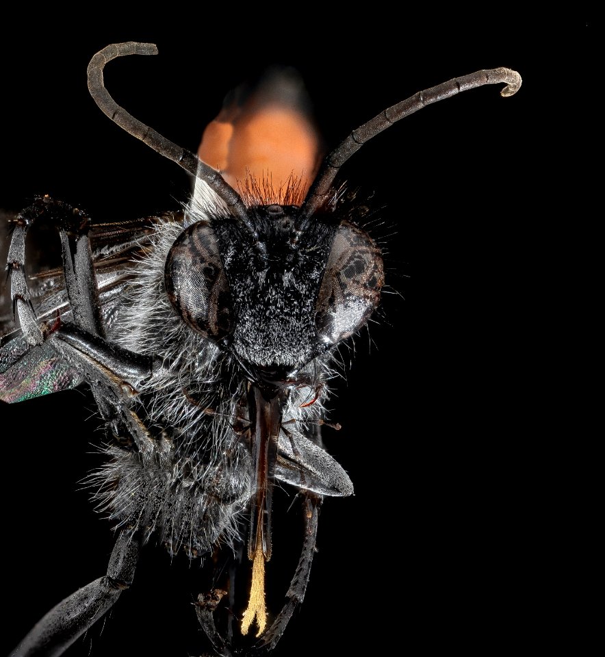Wasp, F, face, Utah, Garfield County 2013-04-23-14.37.34 ZS PMax