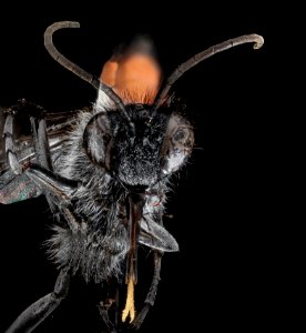 Wasp, F, face, Utah, Garfield County 2013-04-23-14.37.34 ZS PMax