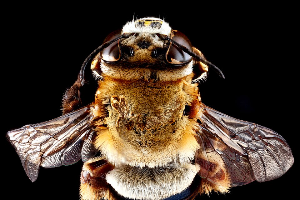 Centris-fasciata,-female,-top-2 2012-06-25-14.54.26-ZS-PMax