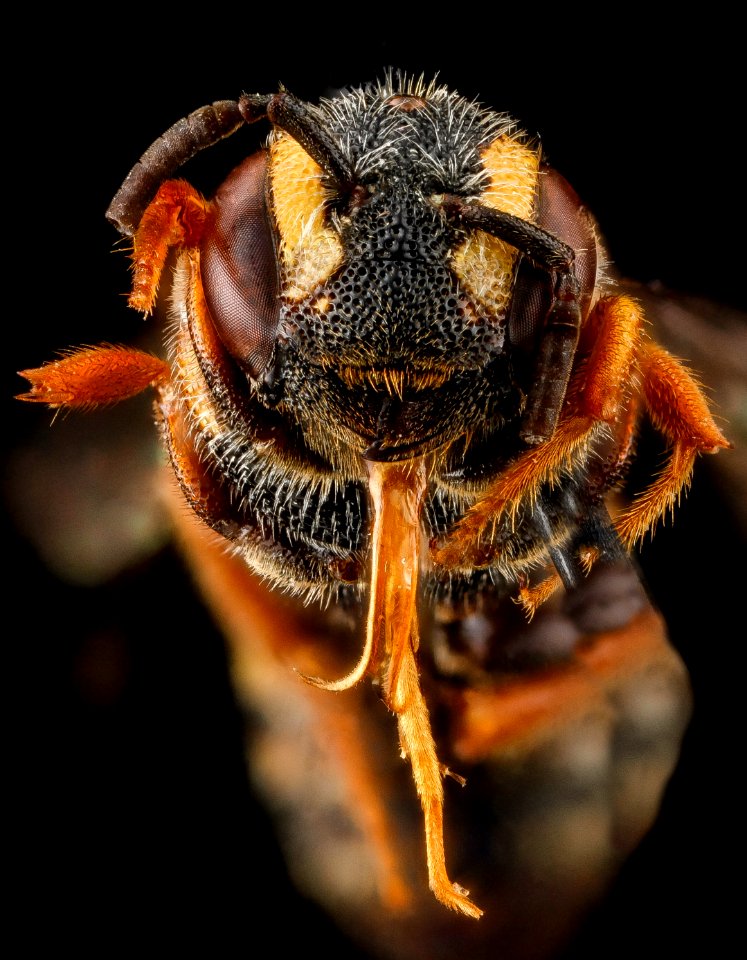 Stelis louisae, F, face, Prince George's County, MD 2012-11-08-10.18.25 ZS PMax
