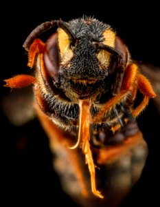 Stelis louisae, F, face, Prince George's County, MD 2012-11-08-10.18.25 ZS PMax