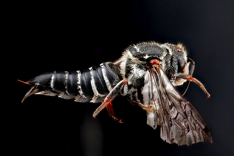 Coelioxys-sayi,-female,-side 2012-06-07-15.12.41-ZS-PMax photo