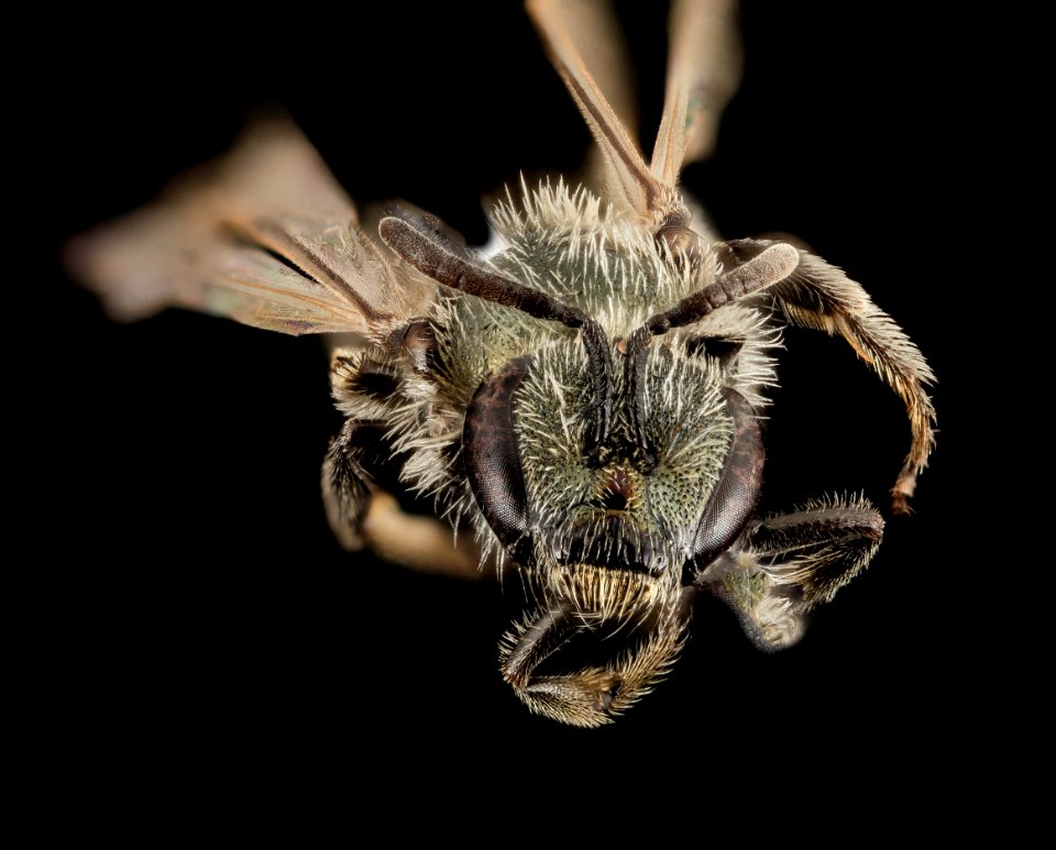 Lasioglossum abundipunctum, F, Face, WY, Lincoln County 2014-06-19-18.34.21 ZS PMax