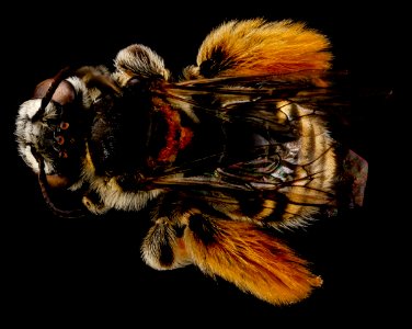 Exomalopsis similis, female, back 2012-07-03-14.48.58 ZS PMax photo