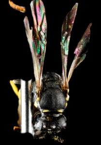 Hylaeus georgicus, M, back 1, 320133 2013-01-09-16.55.52 ZS PMax