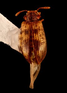 Derodontus maculatus, u, dorsal shot, great fall Fairfax Co., VA 2018-07-13-17.42