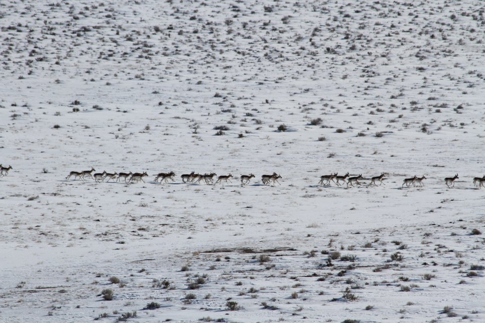 Swasey Wild Horse Gather Day 2: 2/13/13