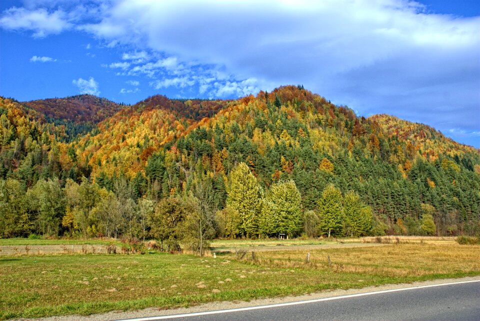 The sun colors foliage