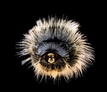 1Andrena-miserabilis,-male,-pronotal-collar 2012-06-12-14.03.09-ZS-PMax