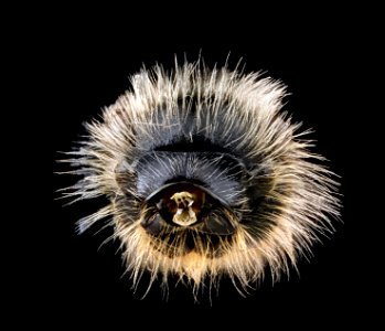 1Andrena-miserabilis,-male,-pronotal-collar 2012-06-12-14.03.09-ZS-PMax photo