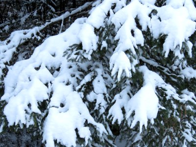 Snow on spruce branches