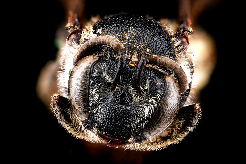 Colletes nudus, female, face 2012-04-02-08.53.09 ZS PMax