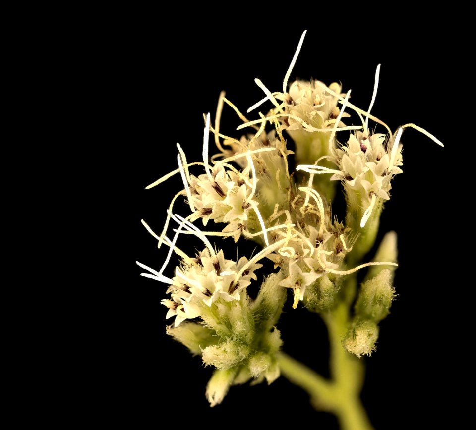 Eupatorium perfoliatum, boneset flowers close-up, Howard County, MD 2018-06-19-21.47.25 ZS PMax UDR