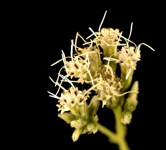 Eupatorium perfoliatum, boneset flowers close-up, Howard County, MD 2018-06-19-21.47.25 ZS PMax UDR