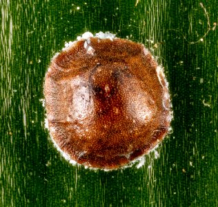 Scale insect, back, U, Patuxent, MD 2013-01-02-14.11.28 ZS PMax