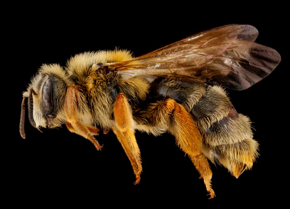 Andrena commoda, female, side 2012-08-02-18.12