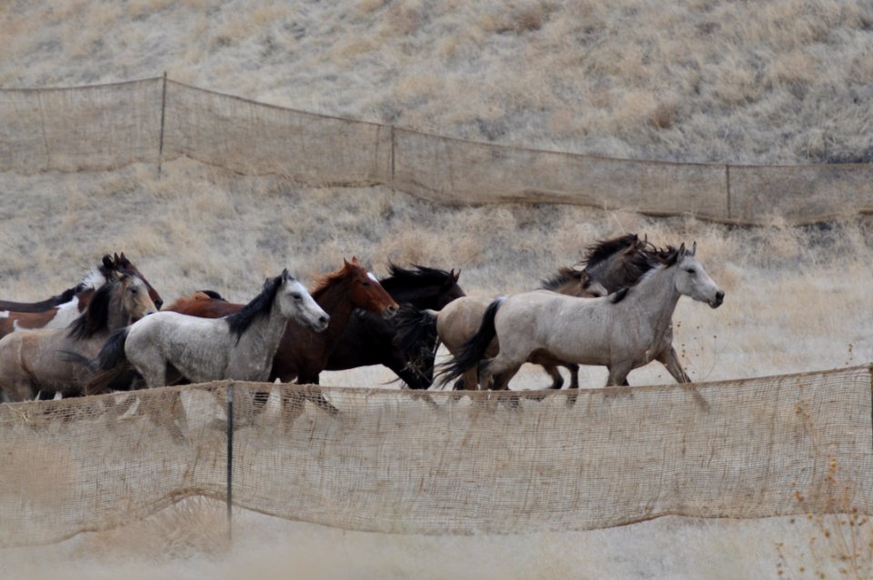 Cedar Mtn Wild Horse Gather 02/27/12