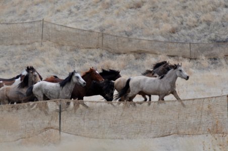 Cedar Mtn Wild Horse Gather 02/27/12