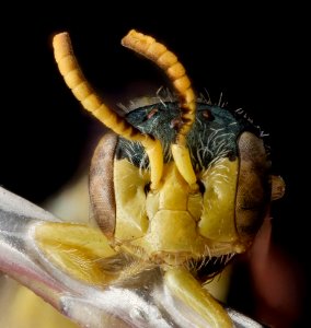 Perdita aridella, male, face 2012-07-31-18.25.30 ZS PMax photo