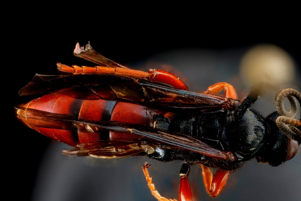 Wasp, U, back, Wyoming, Park Co 2013-04-09-15.35.23 ZS PMax