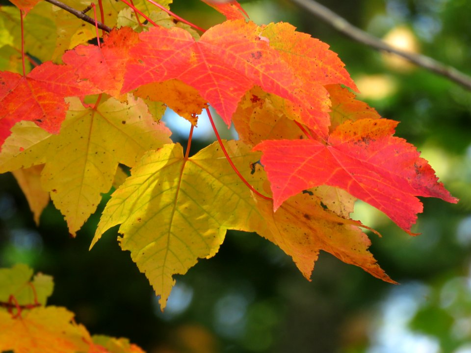 Maple spray