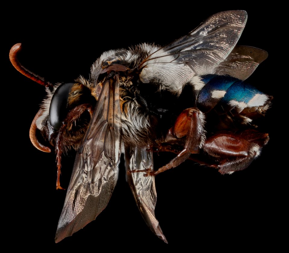Mesoplia azurea, male, side 2012-06-18-17.28.12 ZS PMax