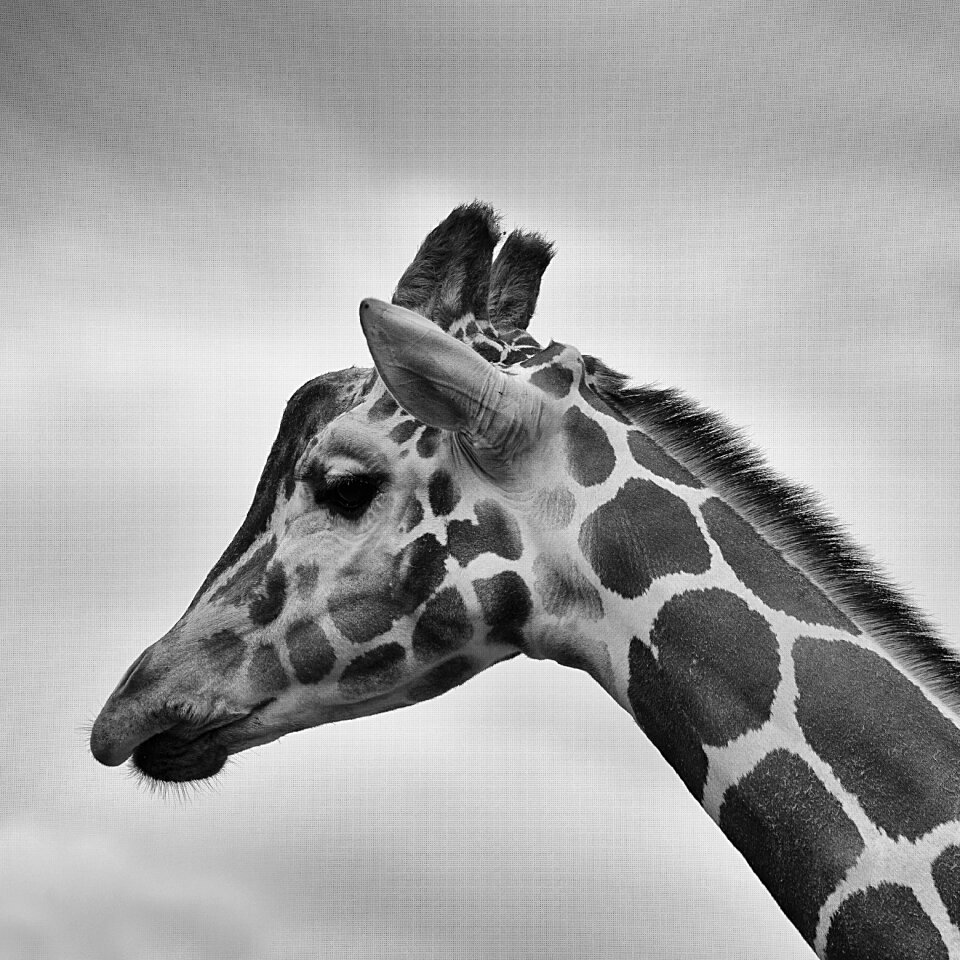 Wildlife mammal profile