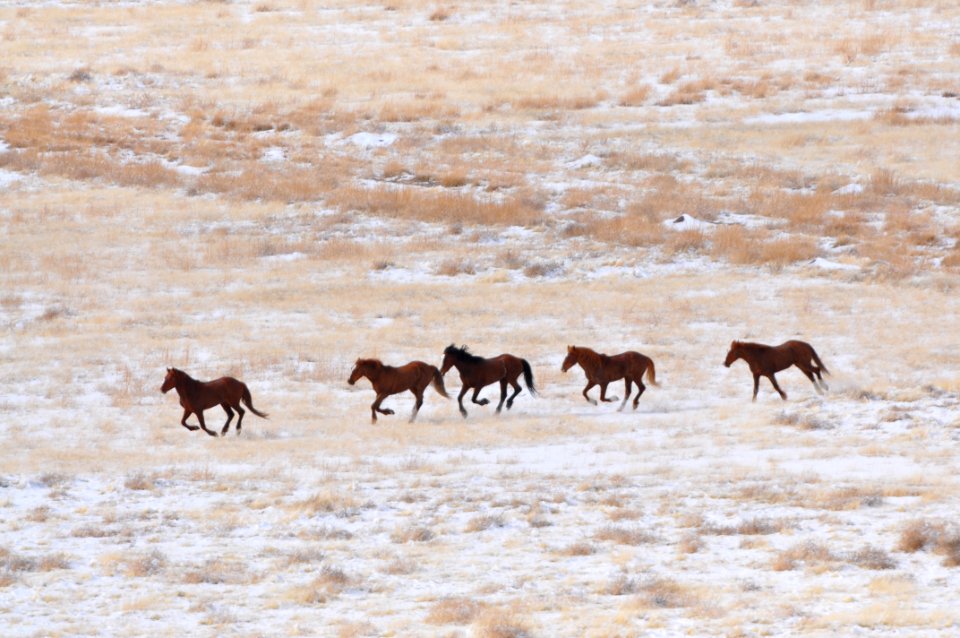 Onaqui Wild Horse Gather 02/19/12