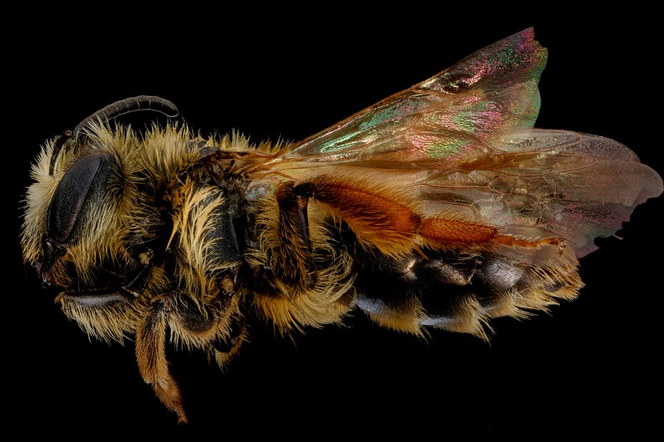 Andrena arabis, f, left, Caroline Co., VA 2018-05-29-13.41