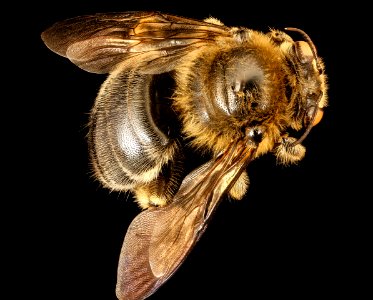 Xylocopa lugubris, m, back, Kruger National Park, South Africa Mpumalanga 2018-07-17-22.44