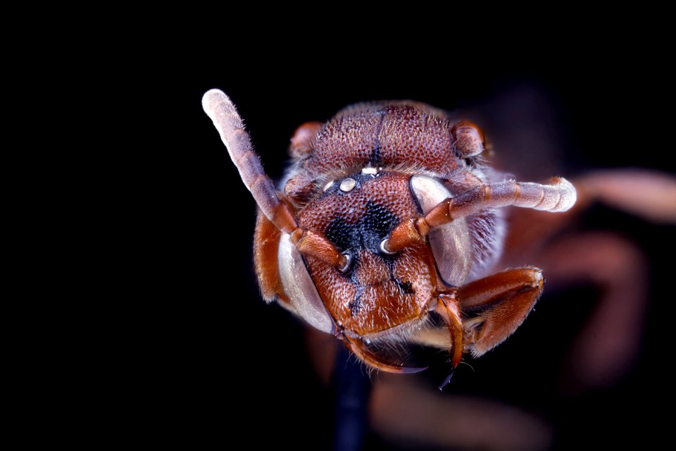 Nomada MS2, female, mouthparts clean