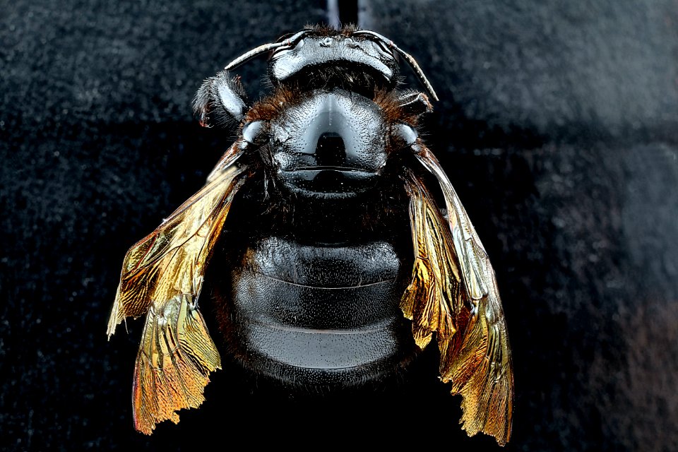 Xylocopa-sonorina,-back 2012-06-13-17.59.26-ZS-PMax