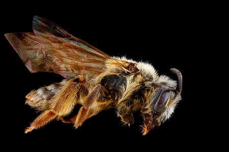 Andrena bisalicis, female, side 2012-08-06-18.04.10 ZS PMax photo