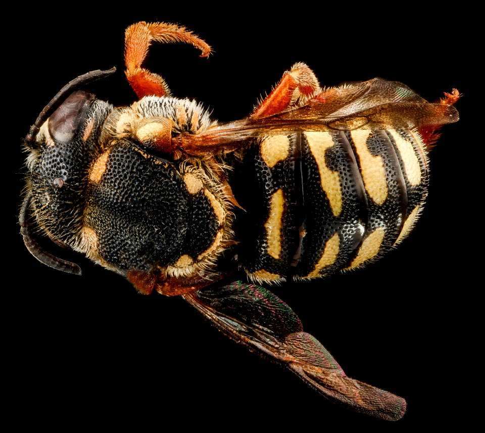Dianthidium ulkei, U, back, Jackson County, South Dakota 2012-11-15-17.03.00 ZS PMax