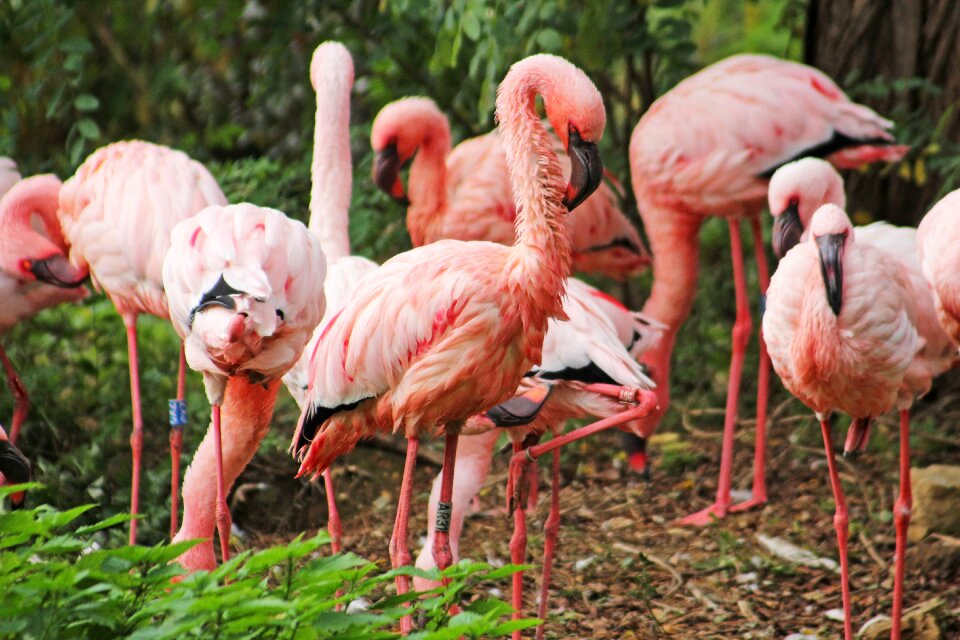 Stand group of animals pinnate