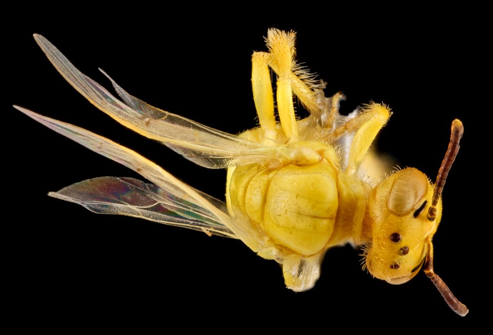 Perdita luteola, female, back2 2012-08-01-15.55.52 ZS PMax